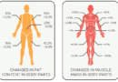 The Lean Body Mass Calculator: Your Guide to Tracking Body Composition
