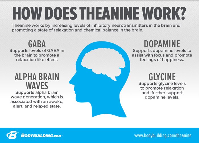 The Ultimate Guide to L-Theanine: Boosting Brain Function with Tea